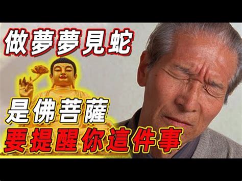 看到蛇徵兆|【常常看到蛇】常常看到蛇？揭秘常見的吉凶預兆！